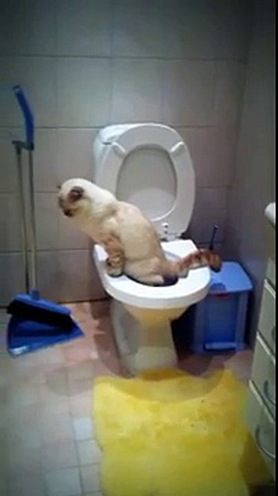 Funny Cat