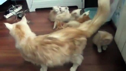 Кошка напугала своих котят. Обхохочешься))))