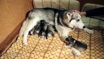 Забавные Щенки Хаски. Funny puppies Husky video