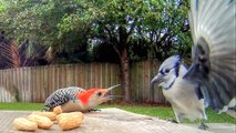 Blue Jays Versus Woodpecker