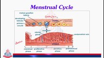 Female Reproductive Cycle / Menstrual Cycle ( Follicular Phase )