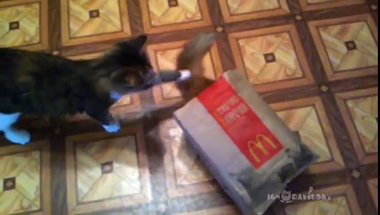 Self-packing cats   Самоупаковывающиеся коты