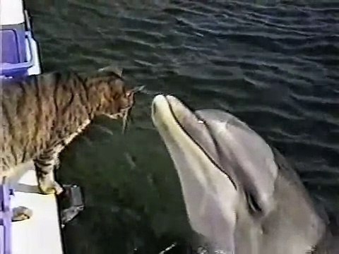 Необычная дружба кота и дельфина