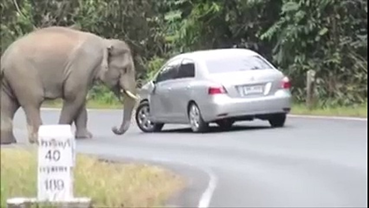 Un éléphant attaque une voiture en pleine rue