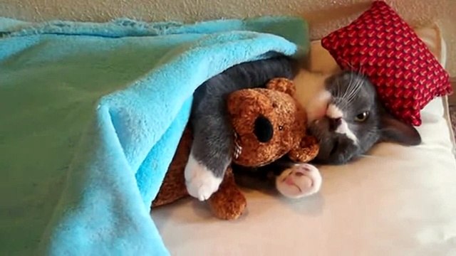 Спи котёнок сладко, сладко! 10 эпизодов =)