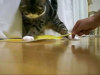 Человек для кошки - что-то вроде теплой мебели