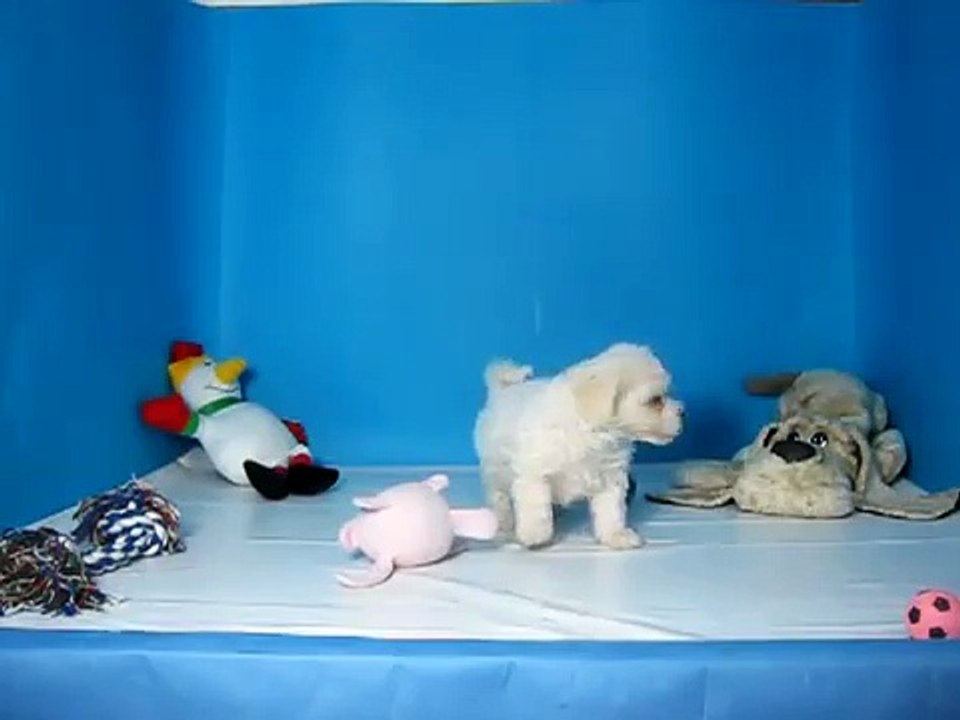 Bichon Frise Hembra REF: 319 95 Venta de perros. Comprar cachorros de perro Bichon Frise