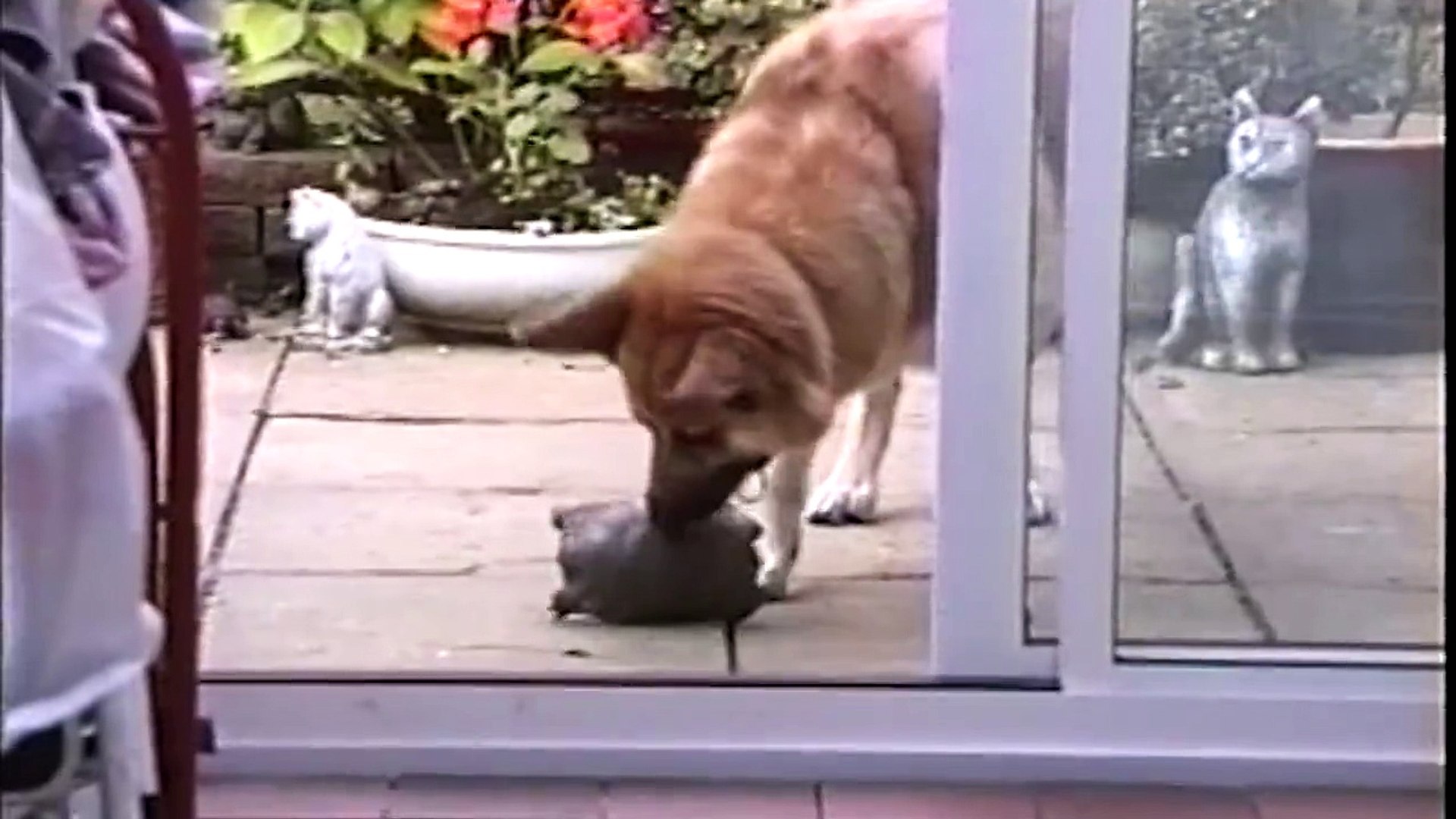 ⁣Animals Being Kind and Helpful - Pet compilation