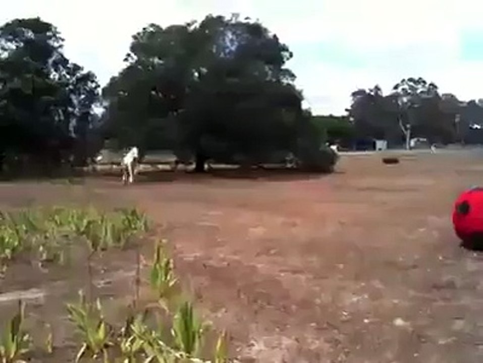 Ce cheval adore son gros ballon rouge