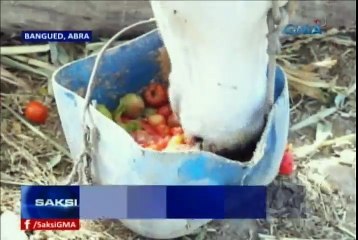 Saksi February 2, 2016 Part 4/ Dailynewsportal.net