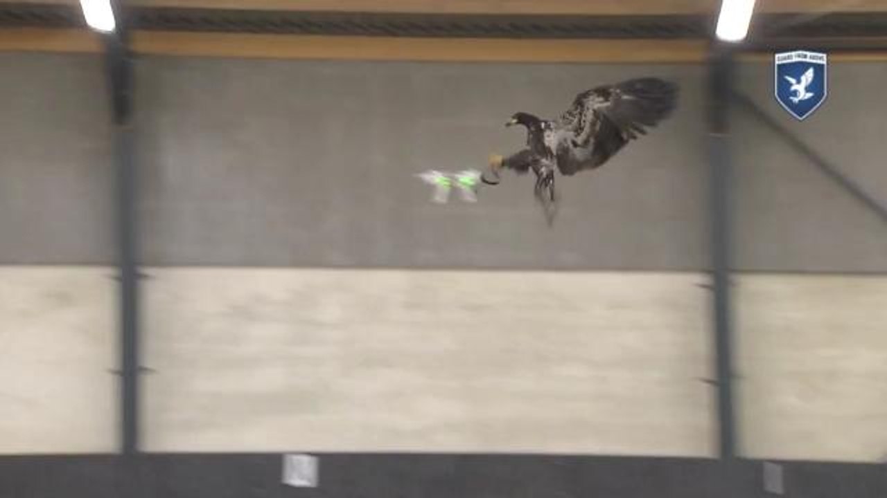 Eagles are being trained to snatch drones out of the sky