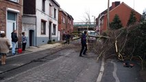 Un arbre s'écrase sur la rue à Jumet