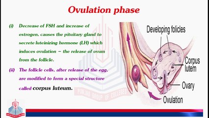 Menstrual Cycle ( Ovulation Phase , Luteal phase / Secretory phase &. Menstruation )