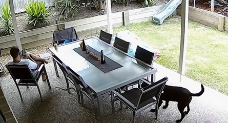 Ce chien sauve la vie de son maître face à un serpent brun