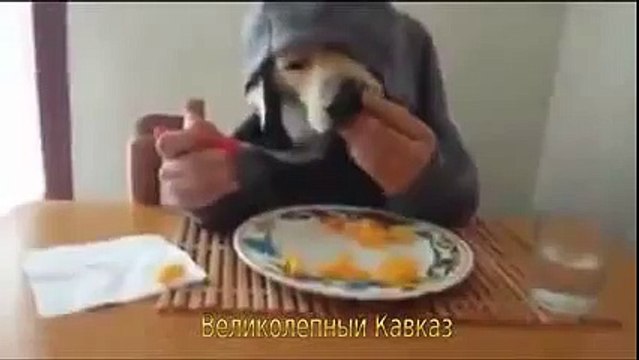 Ты не ты, когда голоден Жестокий прикол