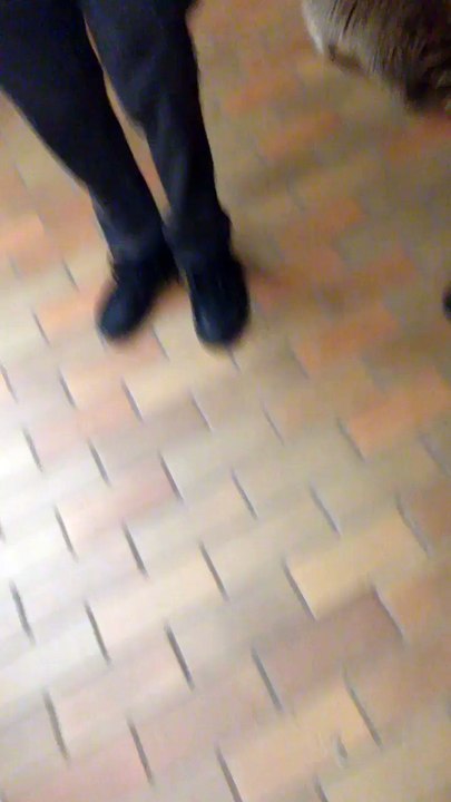 Un raton laveur se balade dans le métro à Toronto