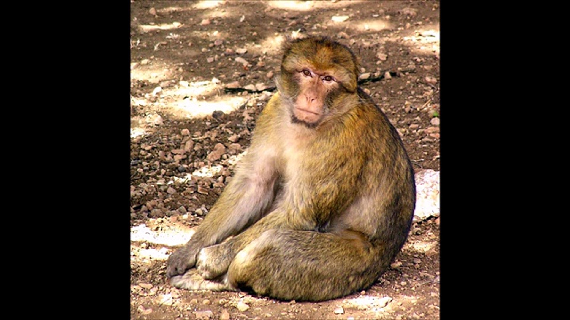 ⁣Варварийская обезьяна или магот ( Macaca sylvanus ) [ Это интересно ] Животные Африки