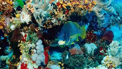 Все дельфины в ураган уплывают в океан. All dolphins in hurricane swim in the ocean