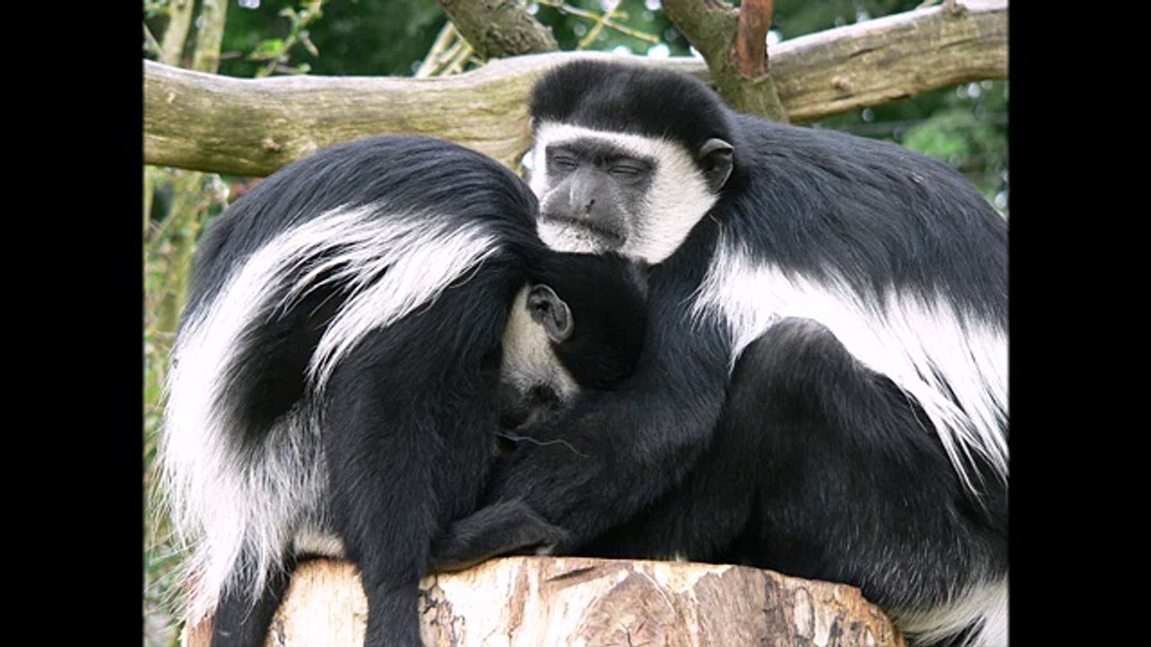 Гверецы ( Colobus ) [ Это интересно ] Животные Африки