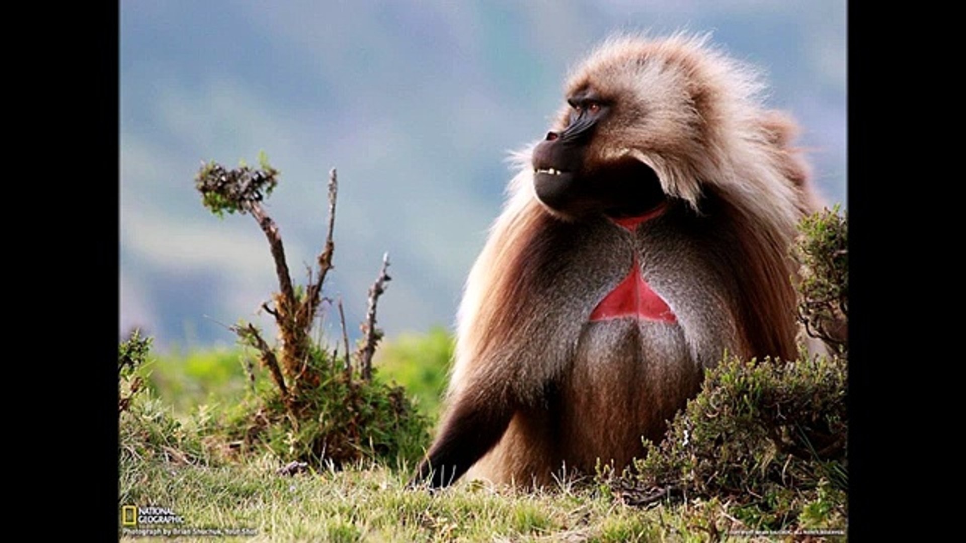⁣Гелада ( Theropithecus gelada ) [ Это интересно ] Животные Африки