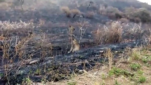 ГИЕНЫ НАПАЛИ НА РАНЕНУЮ ЛЬВИЦУ