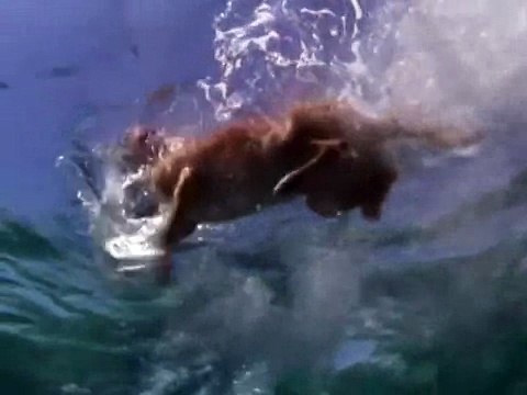 ДЕЛЬФИН СПАСАЕТ СОБАКУ ОТ АКУЛЫ.webm