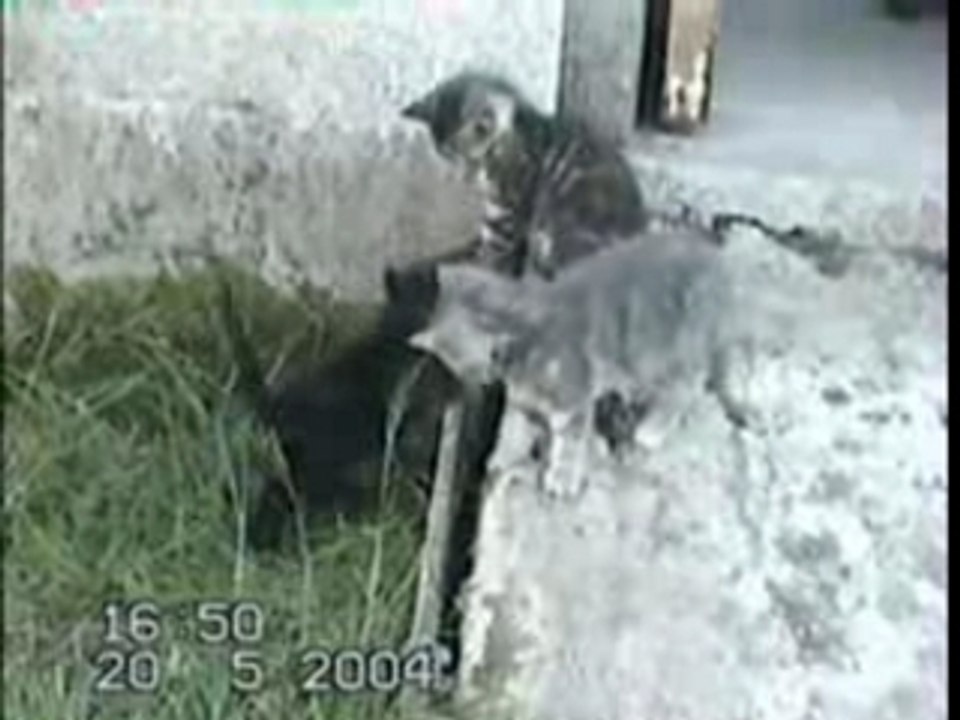 Les bébés de Pépette (2ème partie)