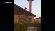 Banyan trees grow out of HUGE chimneys at abandoned Chinese factory