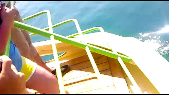 Дельфины видео плавают в открытом море