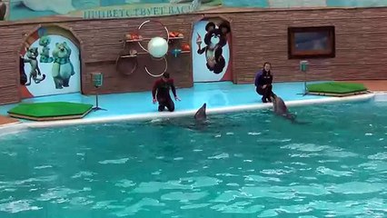 дельфины поют