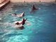 Дельфины)))Как дети)))В конце видео дельфин играет с рыбкой))Прелесть)))