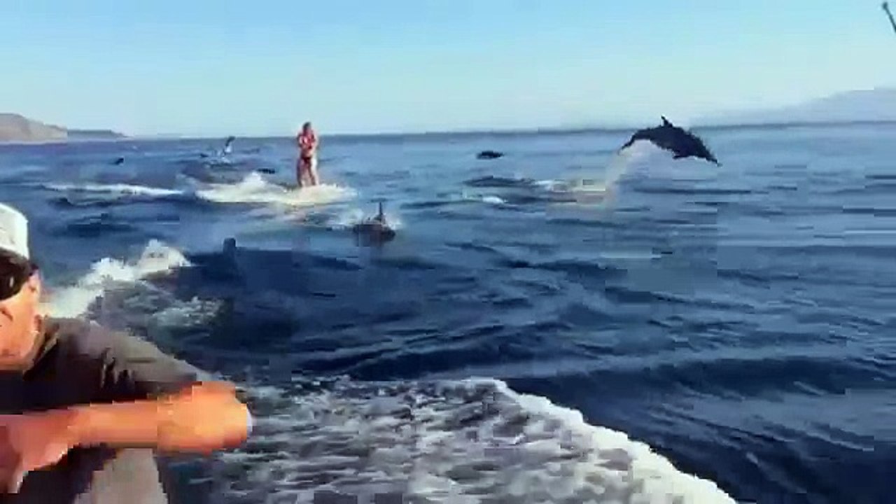 ДЕЛЬФИНЫ, очень красивое видео (потрясающий релакс)