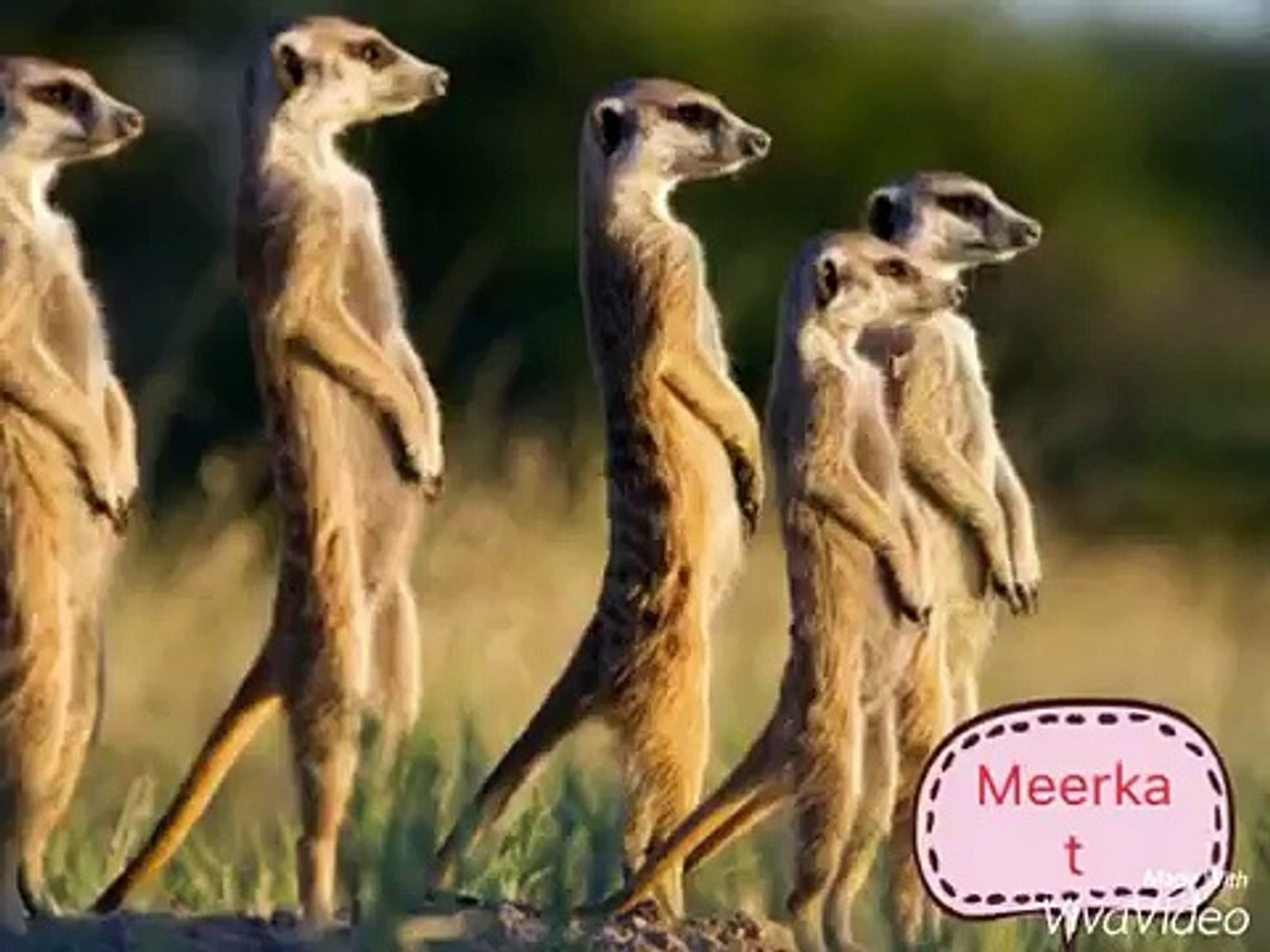 ⁣Животные Африки слайд-шоу