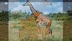 Жираф ( Giraffa camelopardalis ) [ Это интересно ] Животные Африки