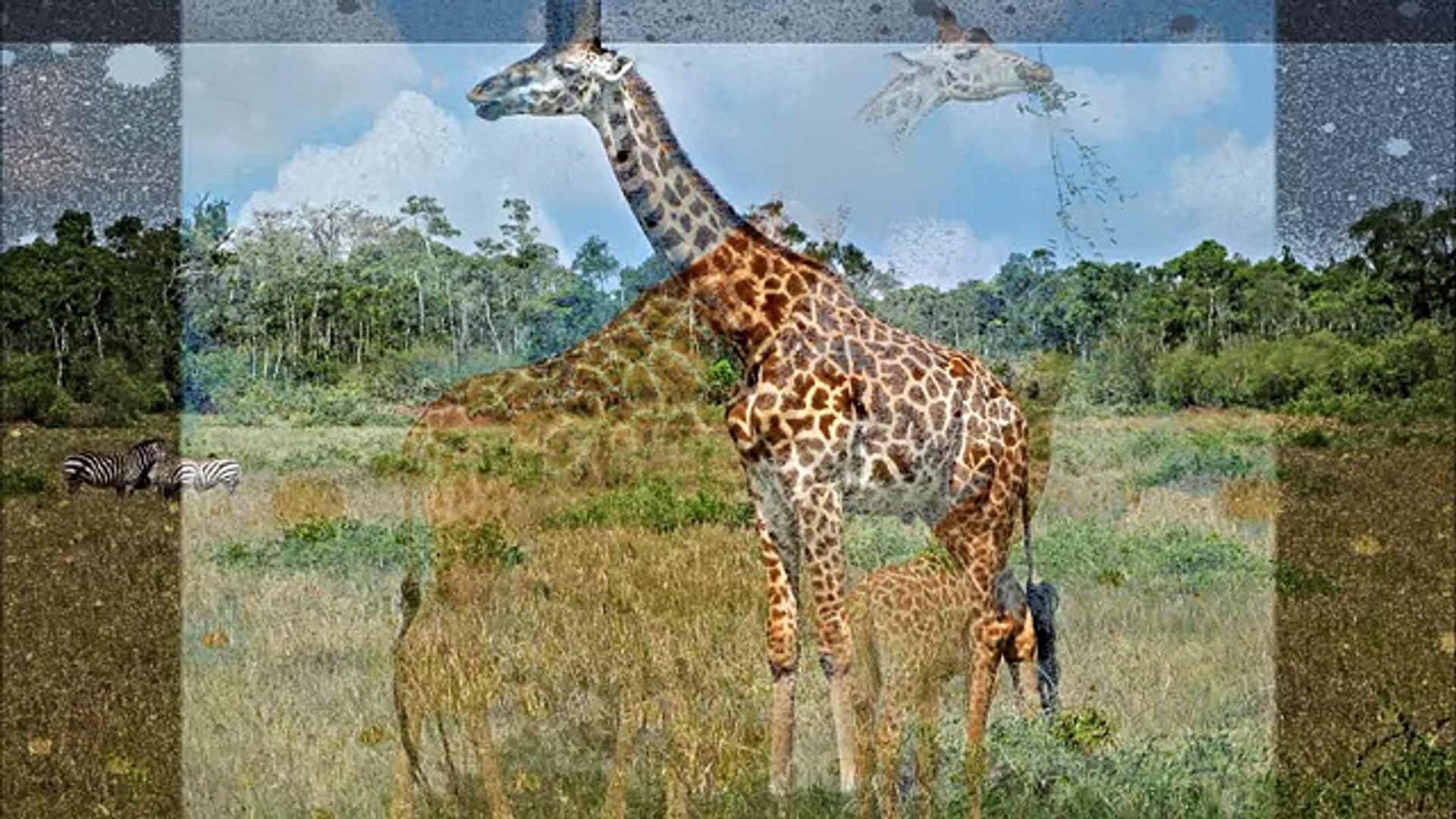 ⁣Жираф ( Giraffa camelopardalis ) [ Это интересно ] Животные Африки