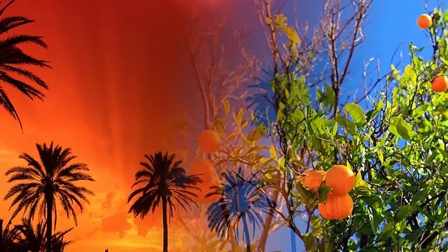 Жираф из Африки в Испании, зоопарк сафари парк в Эльче Аликанте животные