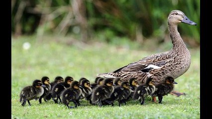 Забавные животные Африки(1)