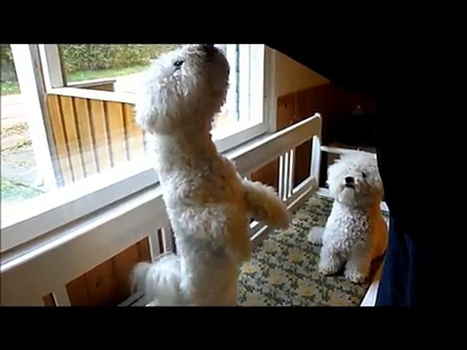 Bichon Frise's dance