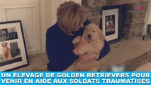 Un élevage de Golden Retrievers pour venir en aide aux soldats traumatisés ! À découvrir dans la minute chien #118