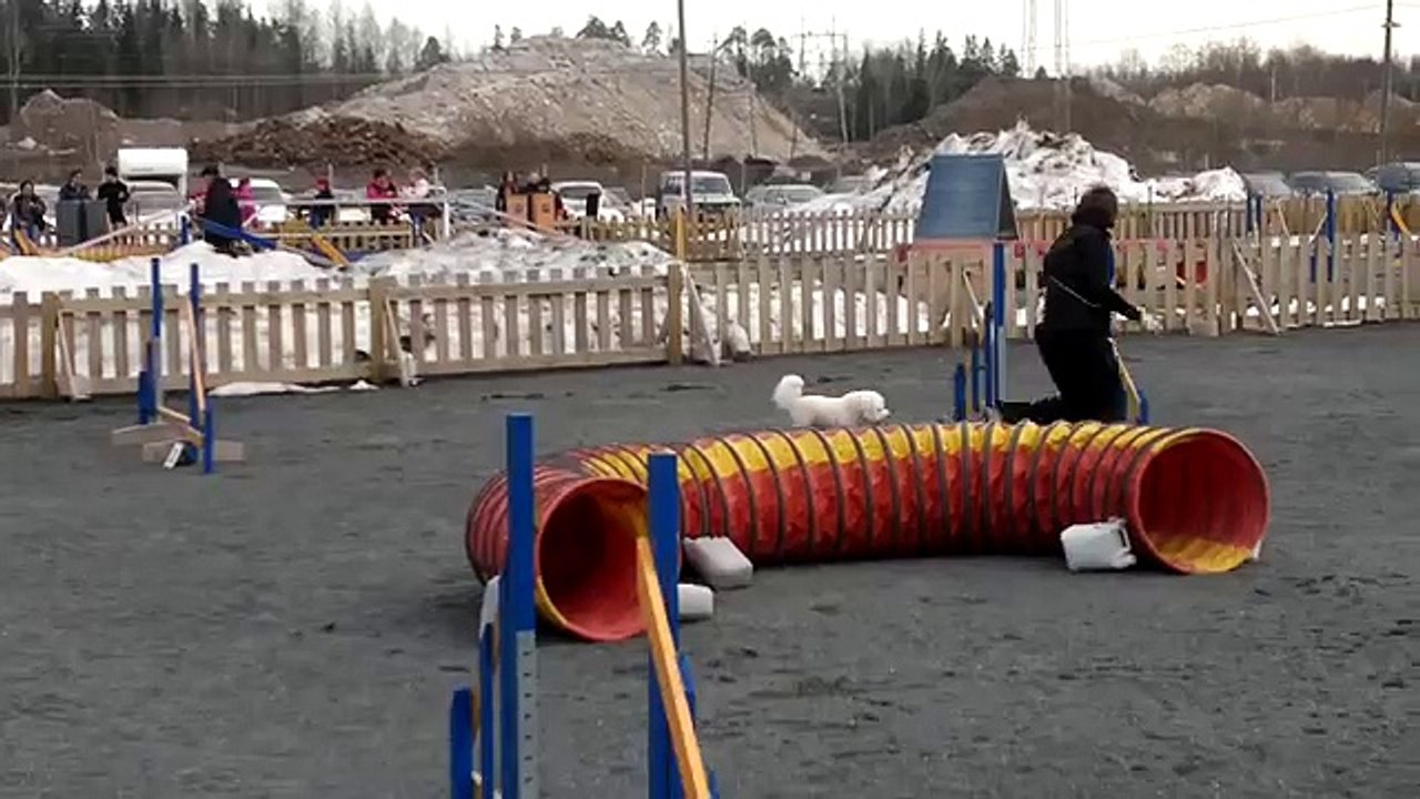 Bichon Frise Niilo @ unofficial agility competition