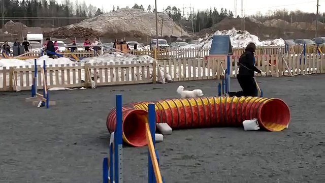 Bichon Frise Niilo @ unofficial agility competition