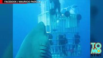 Новый мегалодон- Опубликовано видео самой большой в мире акулы
