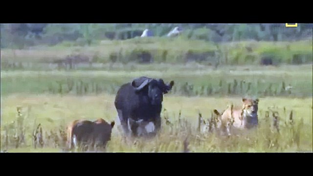 Опасные животные. Дикие животные. Буйвол против льва