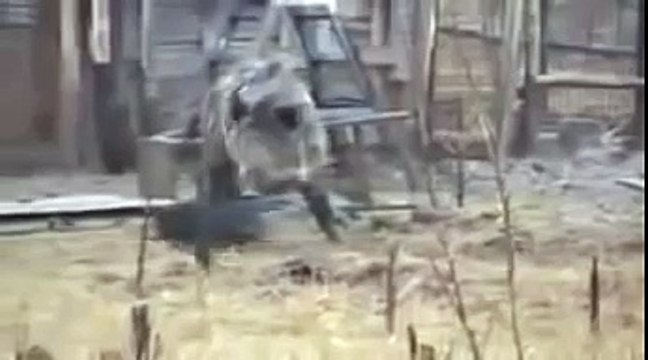 Опасные животные. Дикие животные. Кабан против ротвейлера