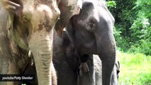 Man Dies After Being Gored, Trampled By Elephant In Thailand