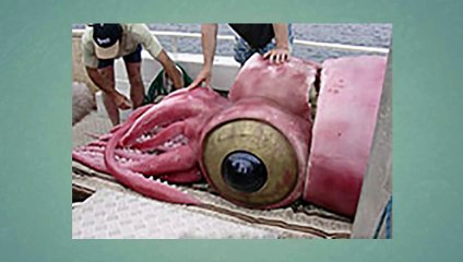 USA holds biggest weird animal exhibition