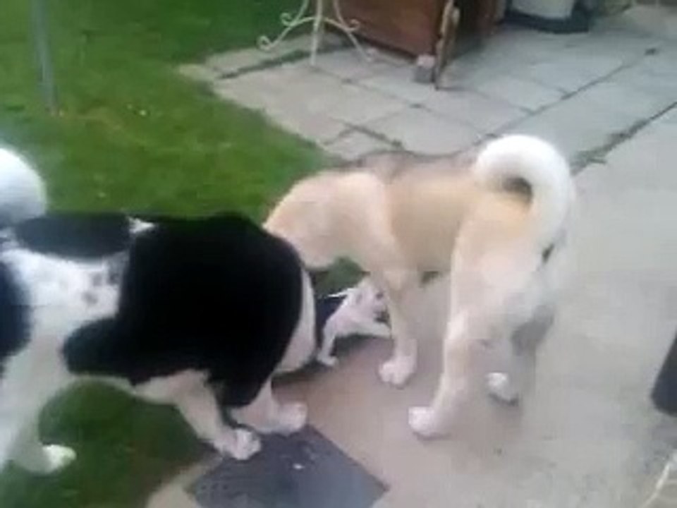akitas playing with 6 1/2 week old bichon frise