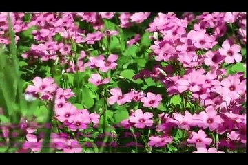 Pashto Trana Mohammad Akram Wasif Dumra Ma Garza Dunya Pasi Khapa