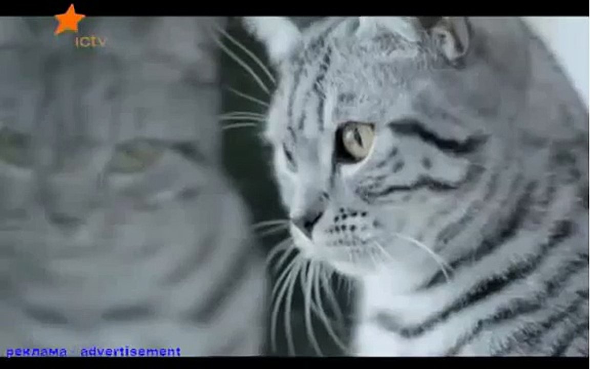 WISKAS  adwertising WISKAS  реклама WISKAS  британские кошки