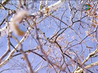 Февраль шагает по Харцызску